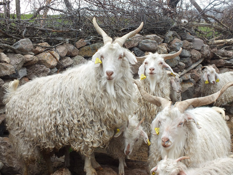 The Wonders of the Anatolian Highlands: Angora Goats